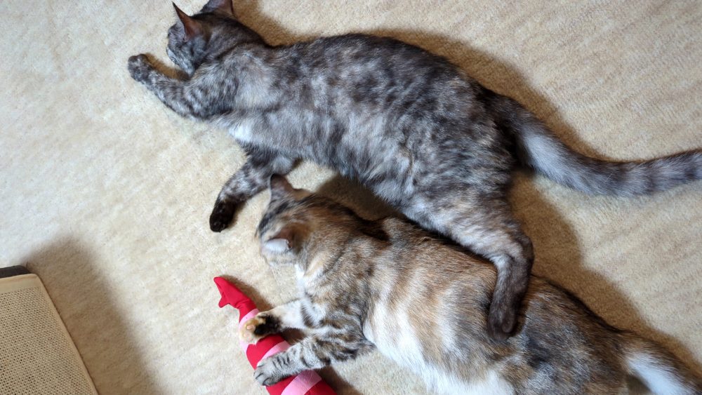 ホームページ、はじめました