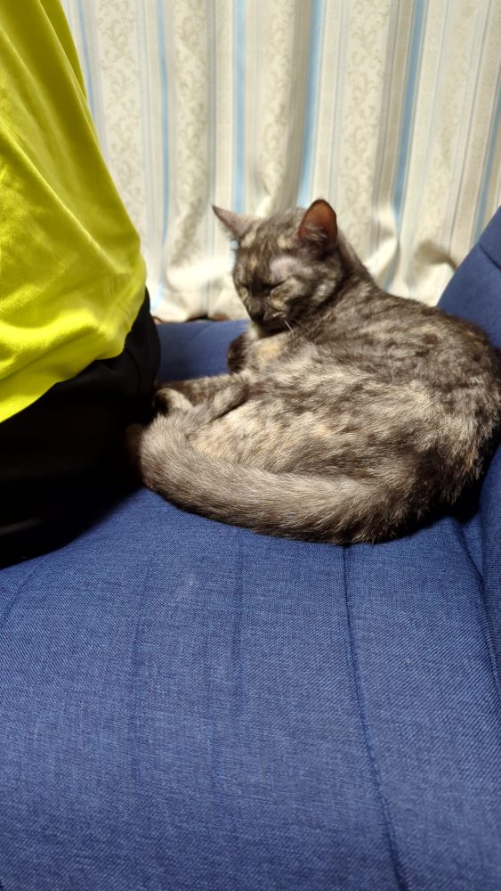 猫にソファーを取られる