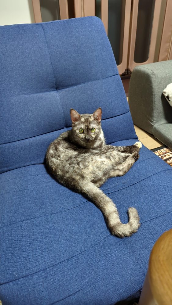 猫にソファーを取られる