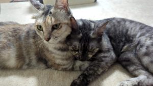 カヤック艤装①キャリーハンドル取り付け