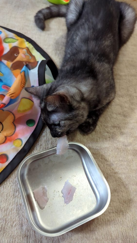 猫にキジハタをあげる