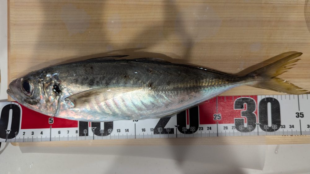 能登島の尺アジ