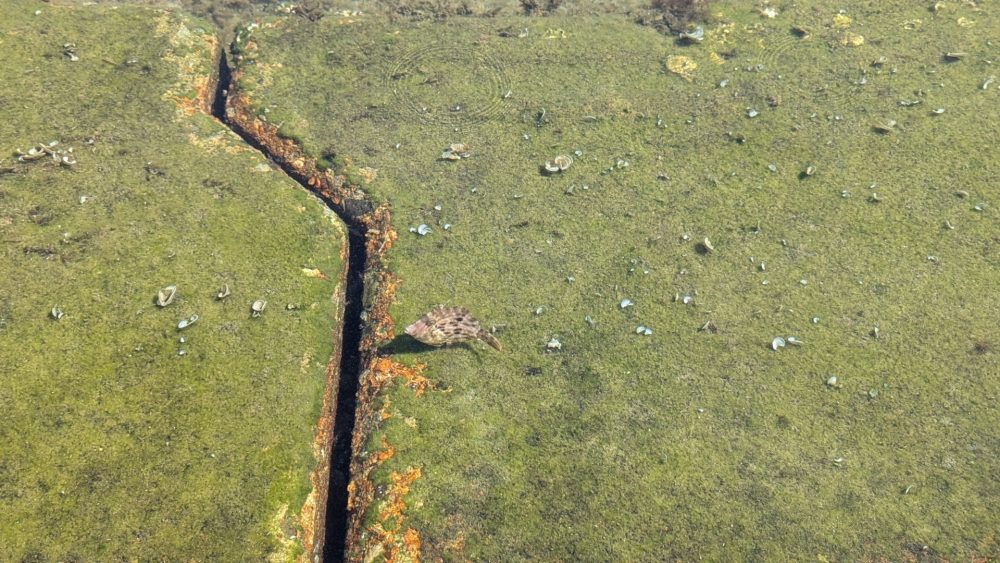 能登島のカワハギ
