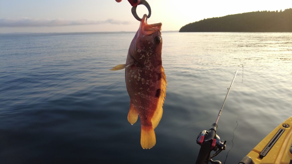 能登島のキジハタ