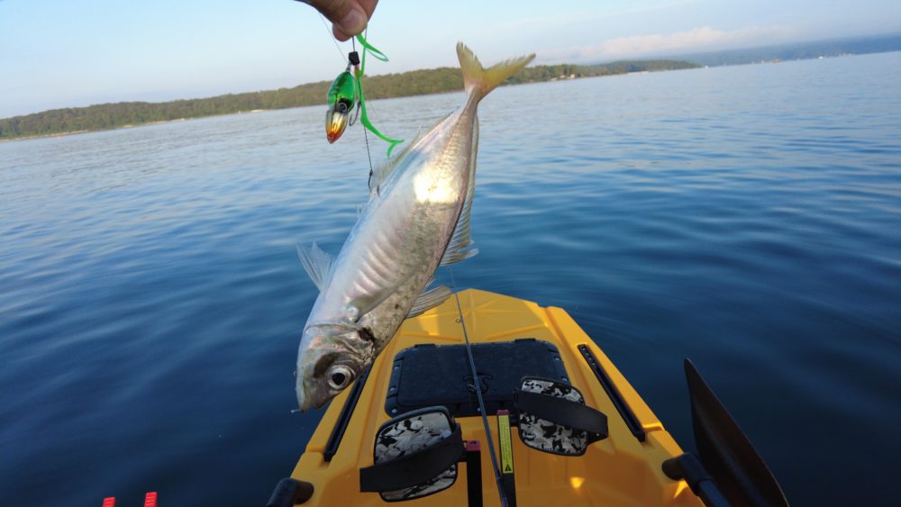 尺アジのスレ掛かり