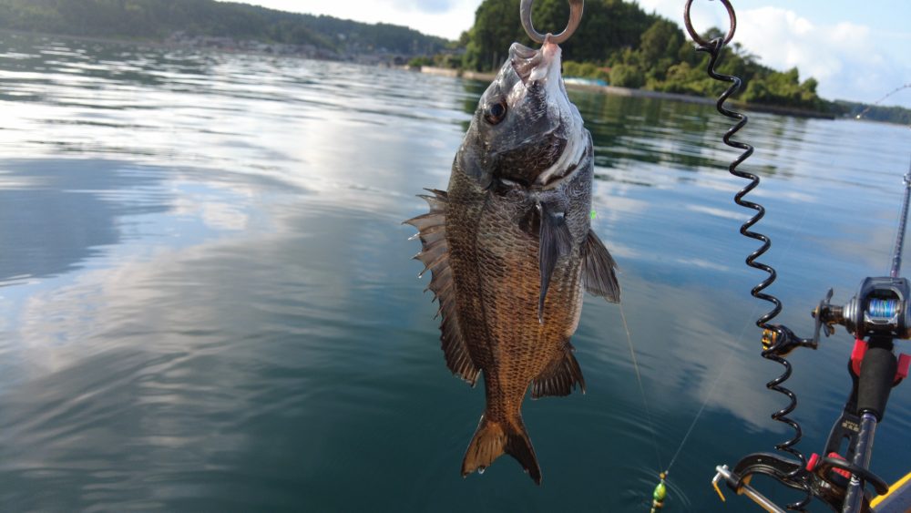 能登島のチヌ（黒鯛）