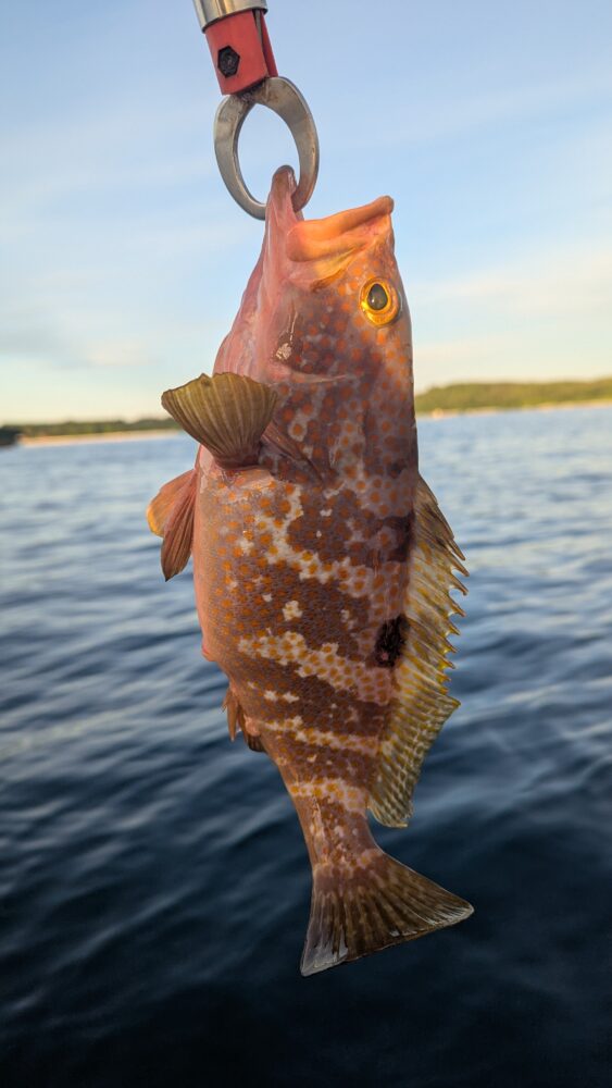 能登島のキジハタ