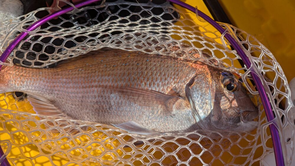 能登島で真鯛