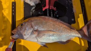 能登島カヤックと自転車メンテナンスと猫