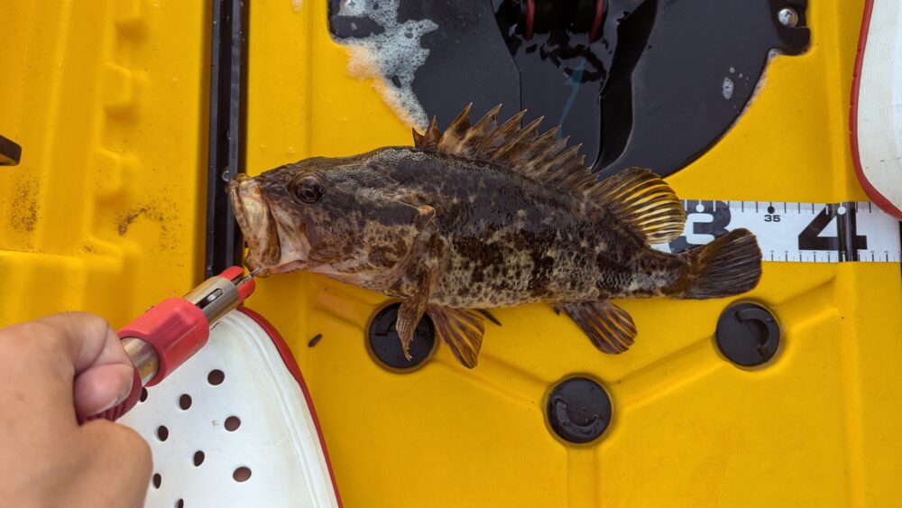 能登島カヤックと自転車メンテナンスと猫