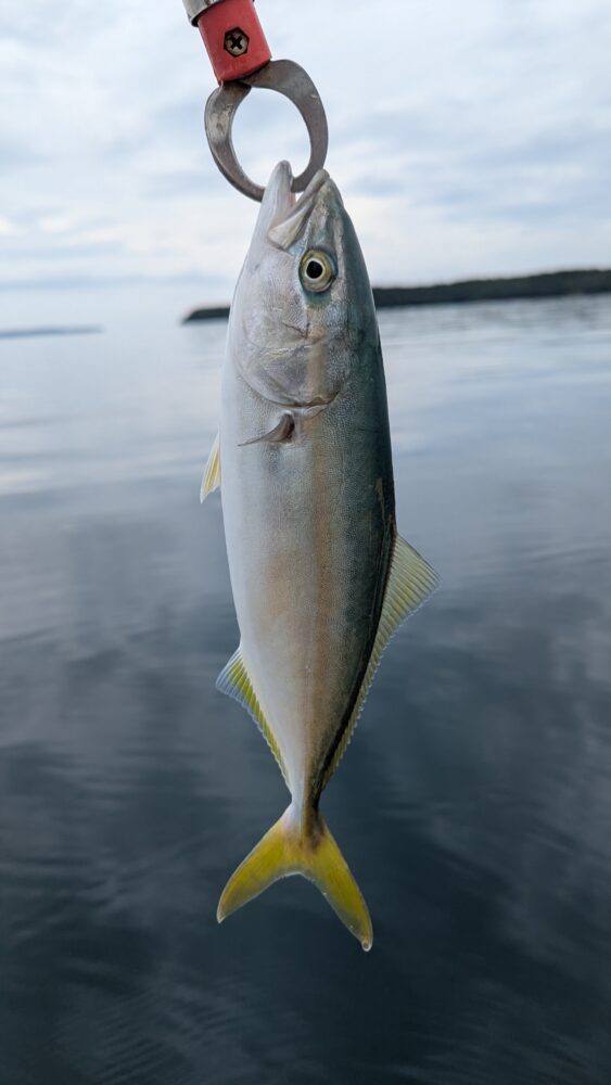 能登内浦で青物