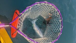 分割足漕ぎカヤックを1年ちょっと使ってみて