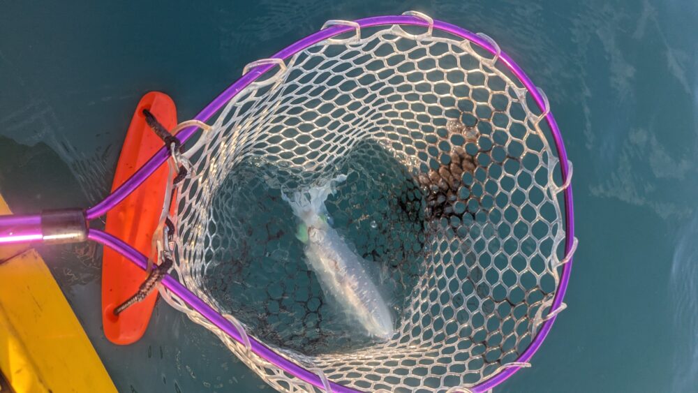 2025年10月-能登島ティップランエギング